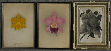 Two 19th century framed and glazed watercolours of orchids, monogrammed N.R and annotated along with