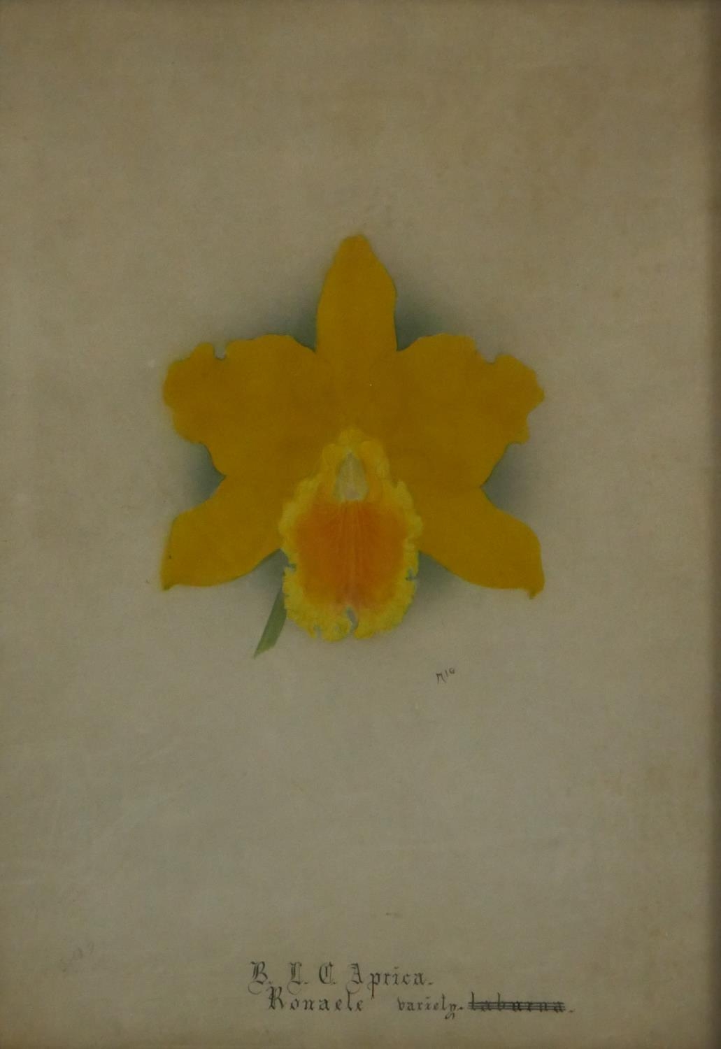 Two 19th century framed and glazed watercolours of orchids, monogrammed N.R and annotated along with - Image 2 of 7