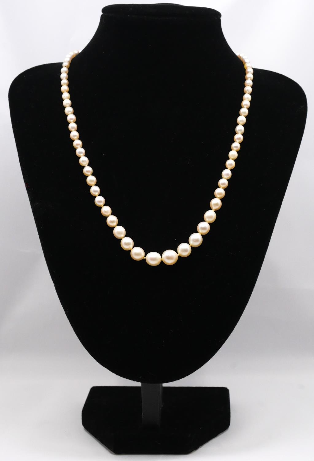 A 18 inch graduated and knotted cultured pearl necklace with 9 carat white gold clasp. Largest pearl - Image 2 of 6