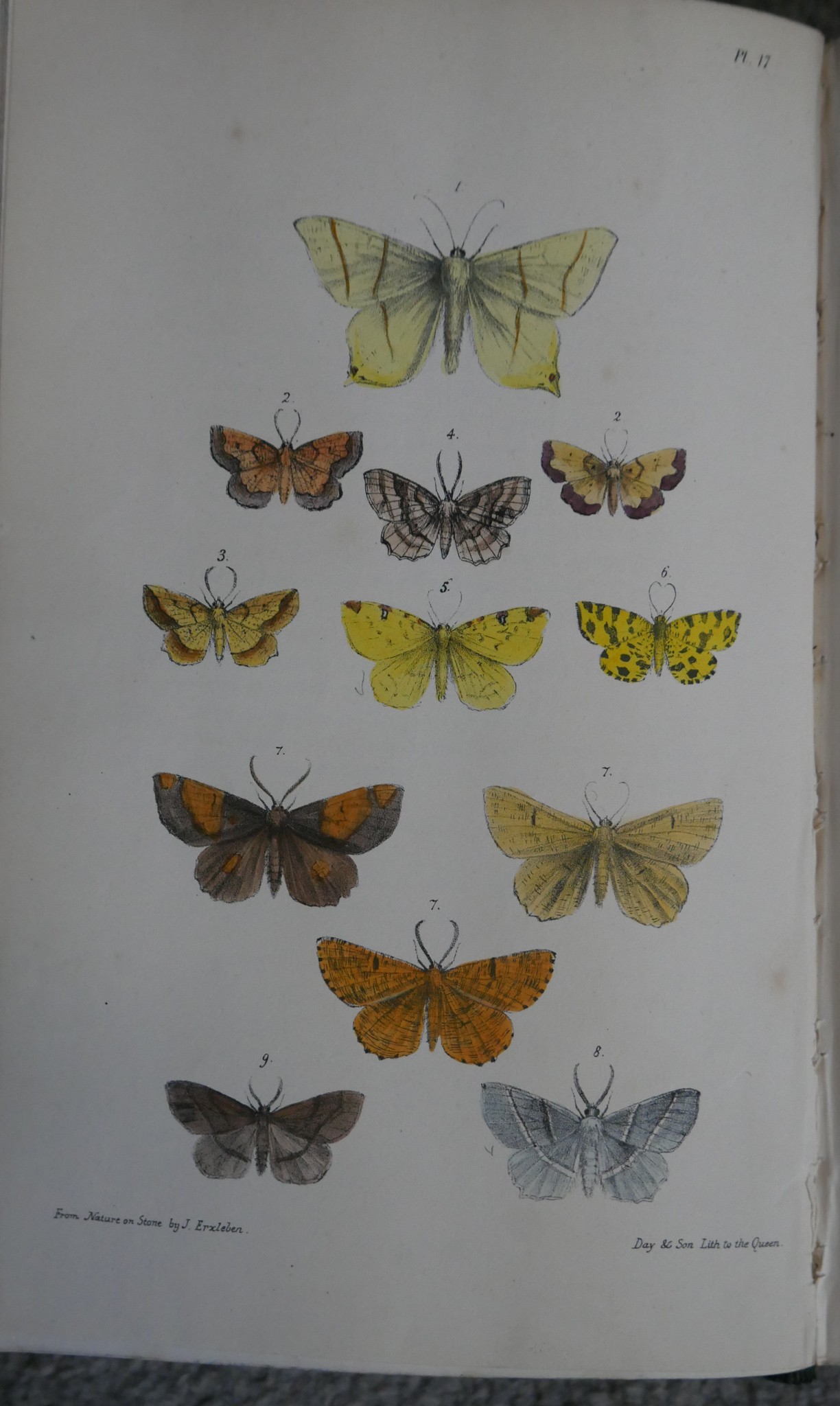 Morris, The Rev. F. O. A Natural History of British Moths, one volume, London: Longman Green, - Image 5 of 6
