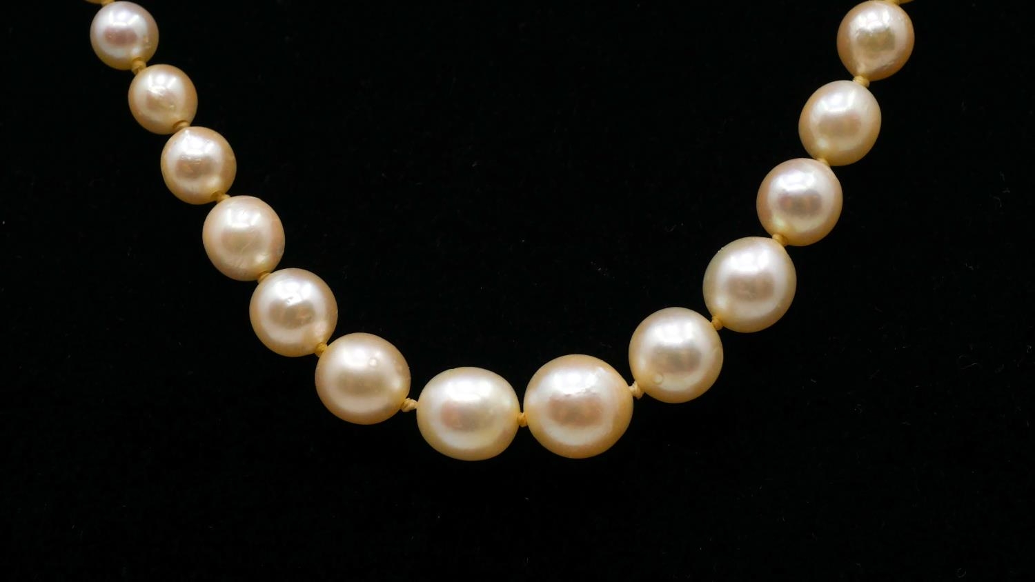 A 18 inch graduated and knotted cultured pearl necklace with 9 carat white gold clasp. Largest pearl - Image 3 of 6
