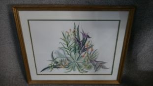 A framed and glazed watercolour, succulent study. H.55 W.65cm