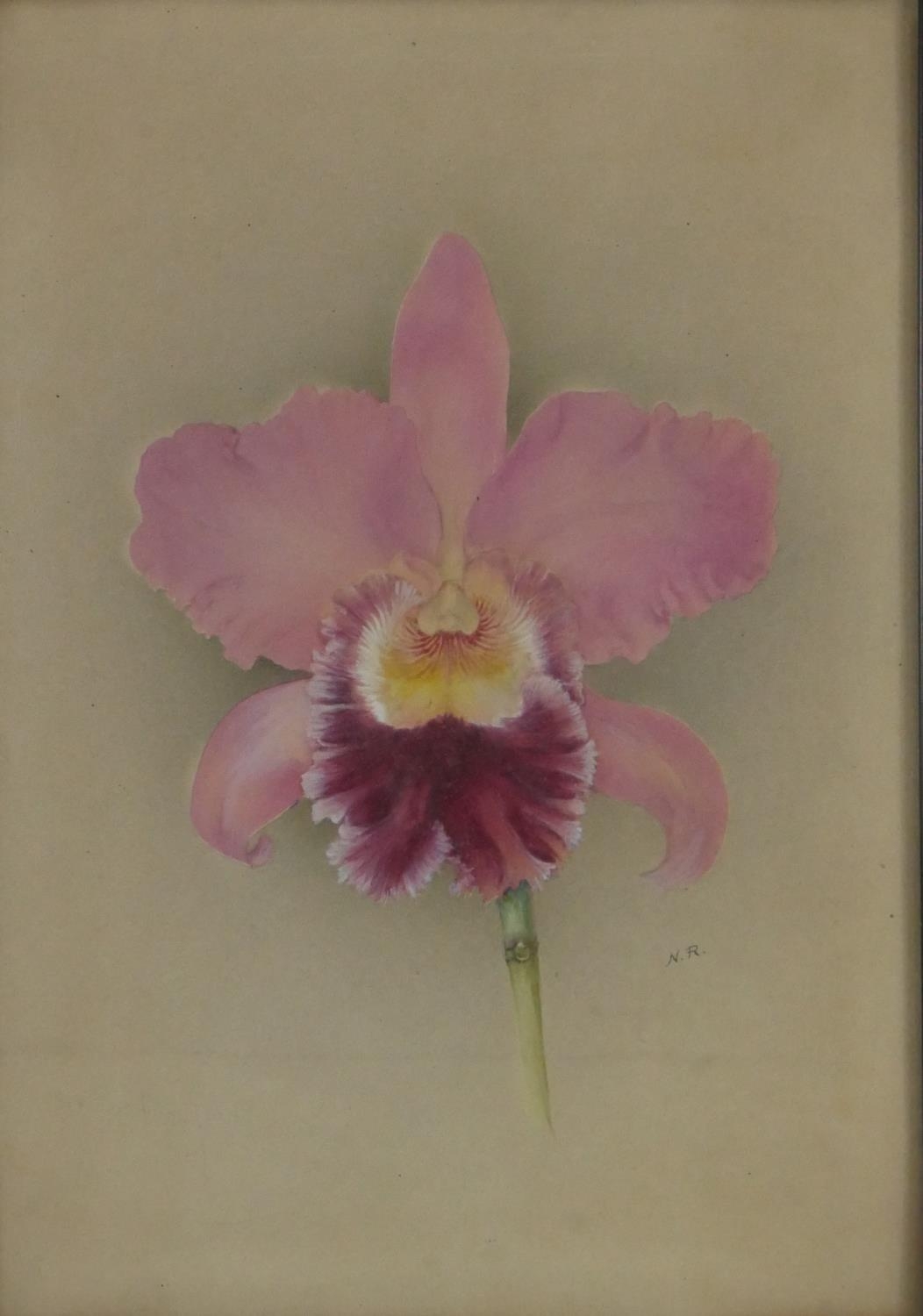Two 19th century framed and glazed watercolours of orchids, monogrammed N.R and annotated along with - Image 4 of 7