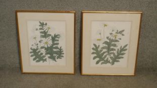 A pair of framed and glazed watercolours, flower studies, signed and dated, Ursula Smith. H.54 W.