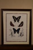 A framed and glazed print, butterfly scene. H.56 W.47cm