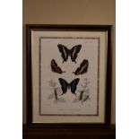 A framed and glazed print, butterfly scene. H.56 W.47cm