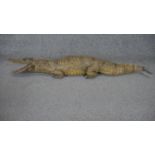 A taxidermy figure of an alligator with marble eyes. L.90cm