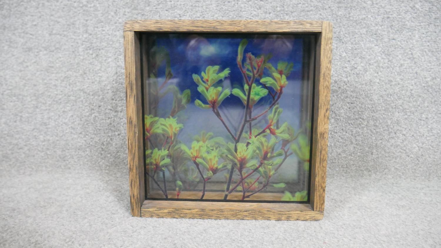 Perran Costi- Skybox, Kangaroo Paws, light box with glass/digital print/wood. Tiled and dated