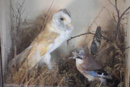 A Victorian glass cased taxidermy Barn Owl, Jay and British song bird, situated in a naturalistic
