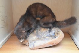 A taxidermy stuffed mink sitting on a large piece of wood on slide out base in bespoke fitted