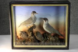 A Victorian glass cased pair of taxidermy Green Woodpeckers, male and female, situated in a