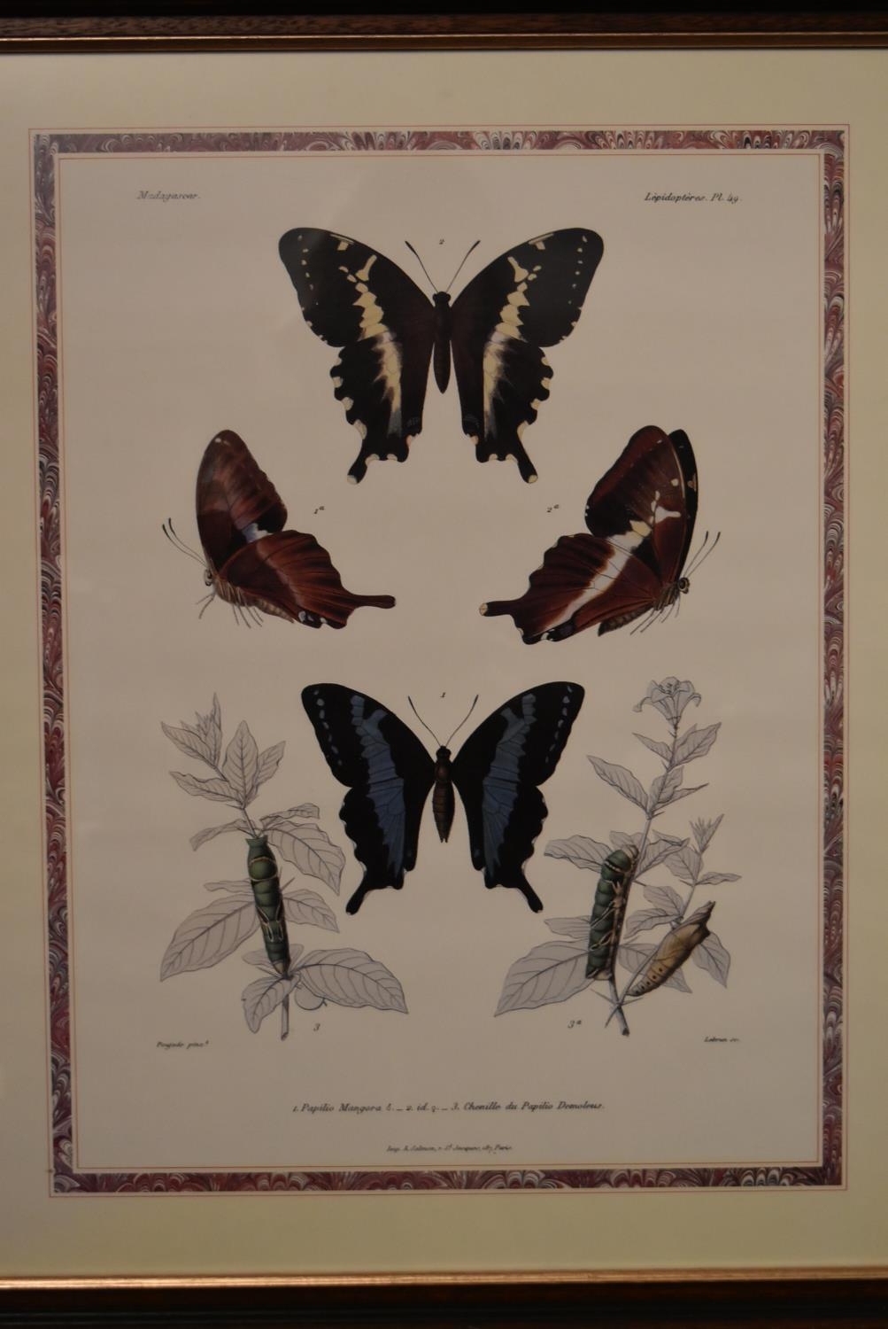 A framed and glazed print, butterfly scene. H.56 W.47cm - Image 2 of 5