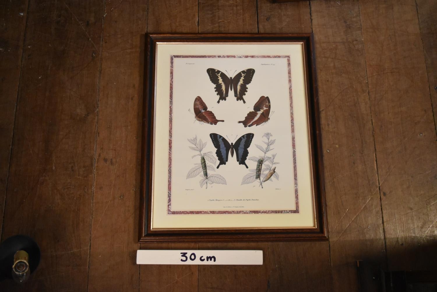 A framed and glazed print, butterfly scene. H.56 W.47cm - Image 5 of 5