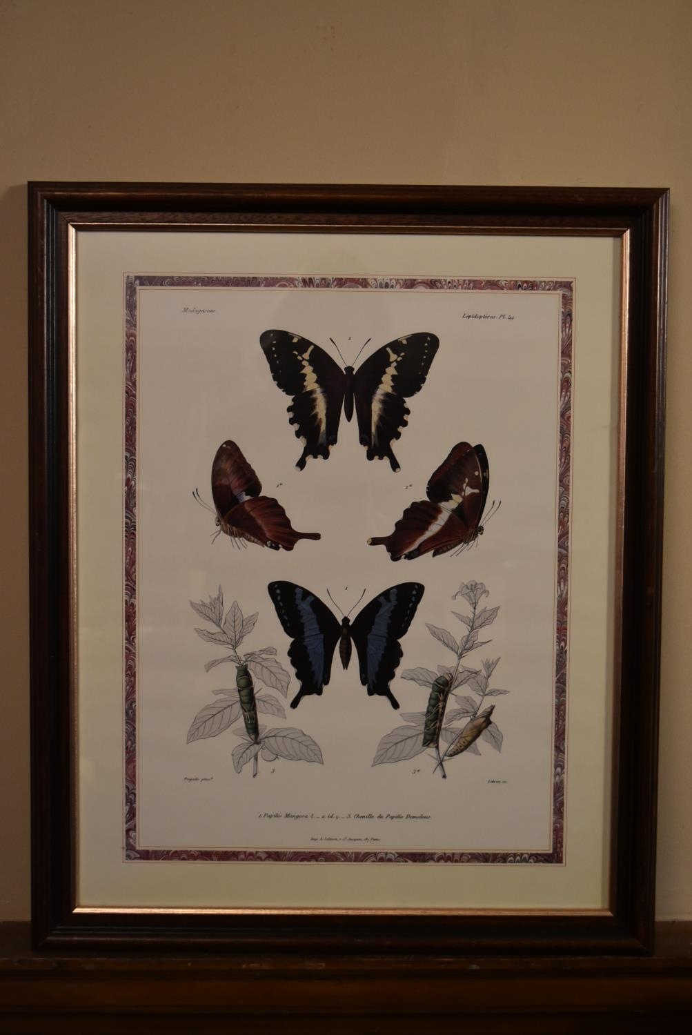 A framed and glazed print, butterfly scene. H.56 W.47cm