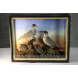 A Victorian glass cased pair of taxidermy Green Woodpeckers, male and female, situated in a