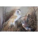 A Victorian glass cased taxidermy Barn Owl, Jay and British song bird, situated in a naturalistic