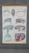 A large Adam Rouilly coloured medical anatomical teaching poster. H.125 W.80