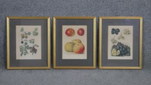 Three gilt framed hand coloured engravings of various fruit. H.41 W.33cm