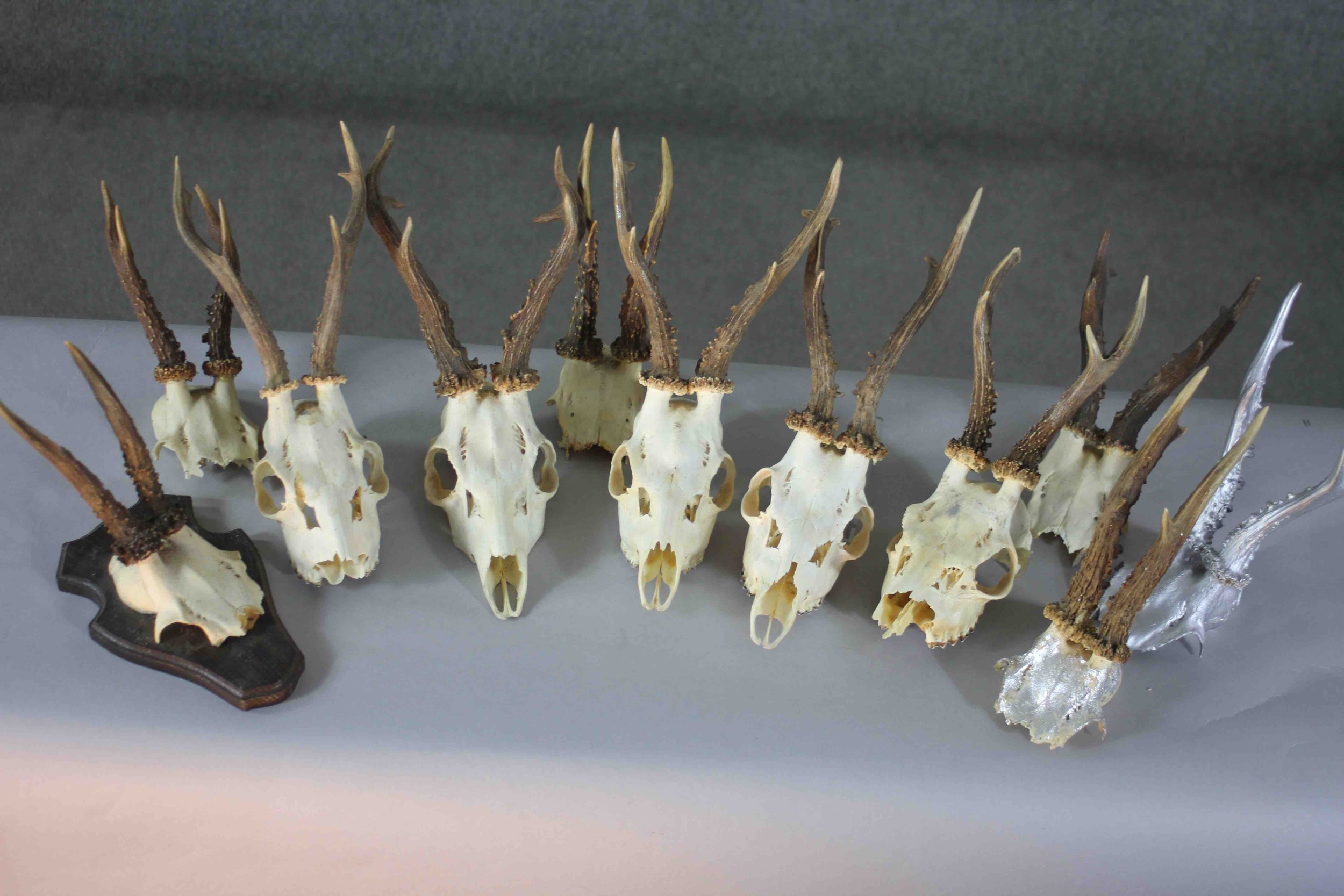 A collection of nine taxidermy deer skulls. Some mounted on oak plaques. 20cm. Largest. - Image 2 of 5