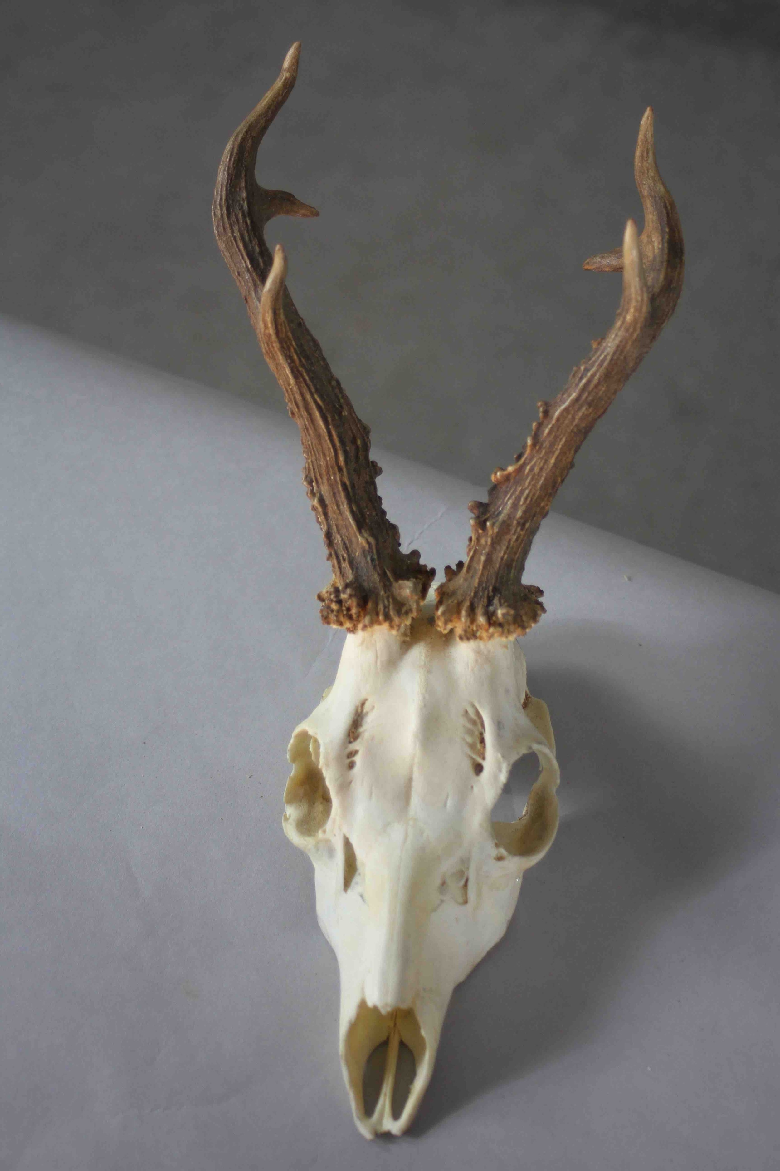 A collection of nine taxidermy deer skulls. Some mounted on oak plaques. 20cm. Largest. - Image 4 of 5