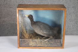 A Victorian glass cased taxidermy Moorhen situated in a naturalistic substrate background. L.38 W.43
