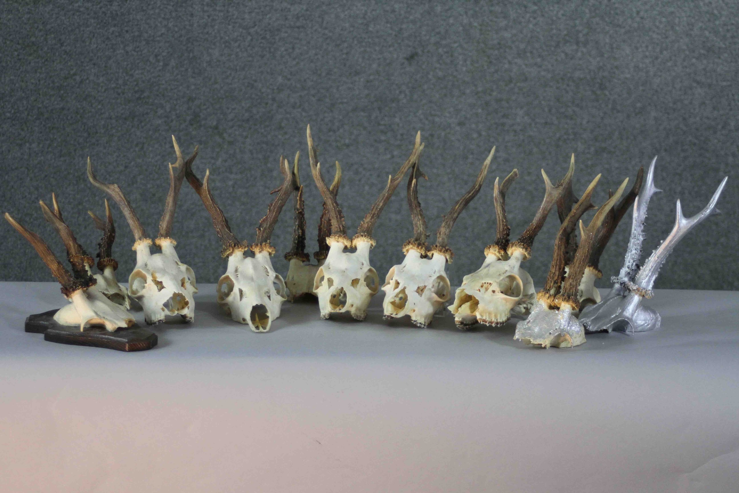 A collection of nine taxidermy deer skulls. Some mounted on oak plaques. 20cm. Largest.