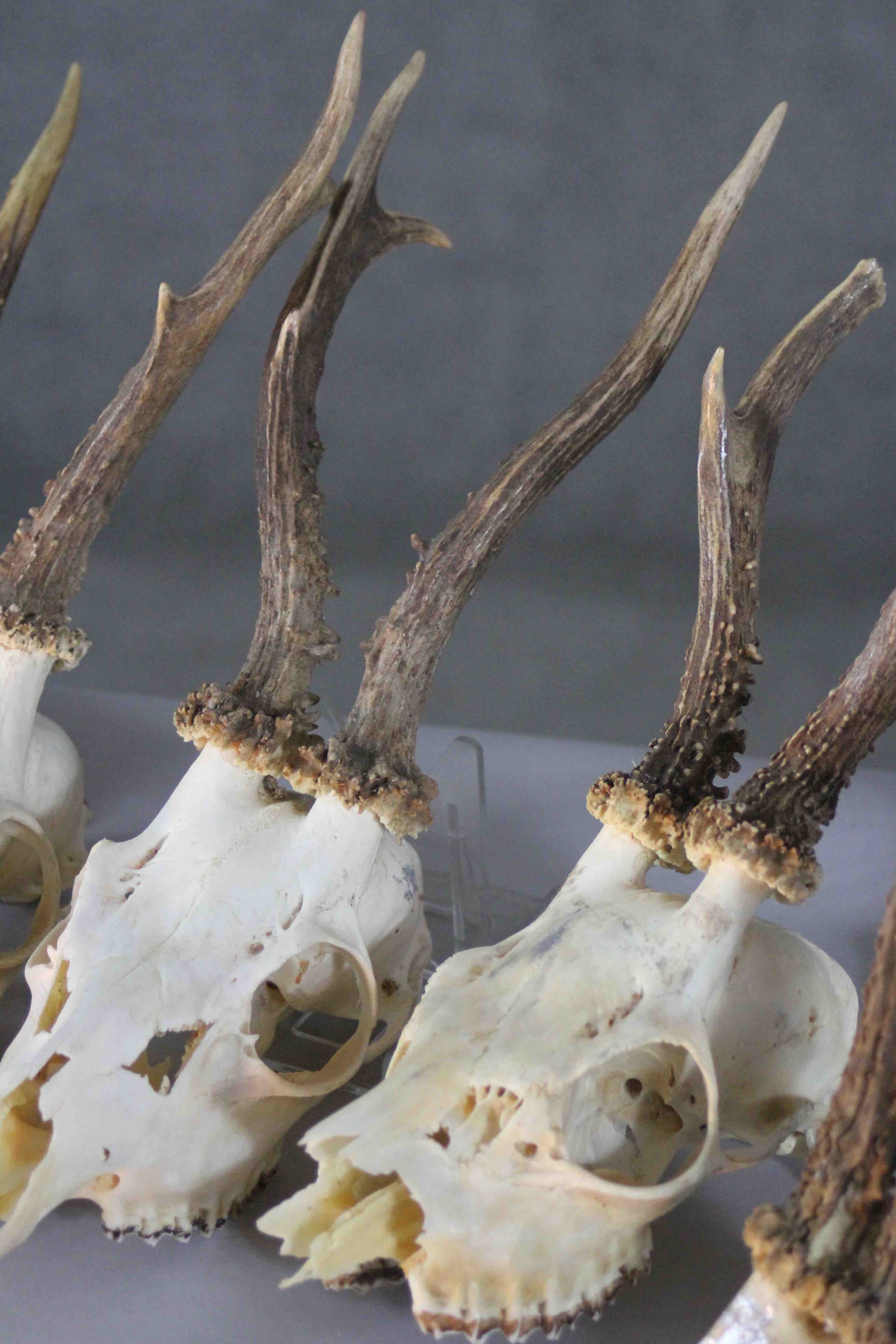 A collection of nine taxidermy deer skulls. Some mounted on oak plaques. 20cm. Largest. - Image 3 of 5