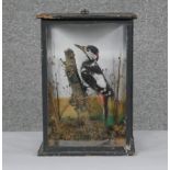 A Victorian cased Great Spotted Woodpecker perching on a branch in a naturalistic background. H.32