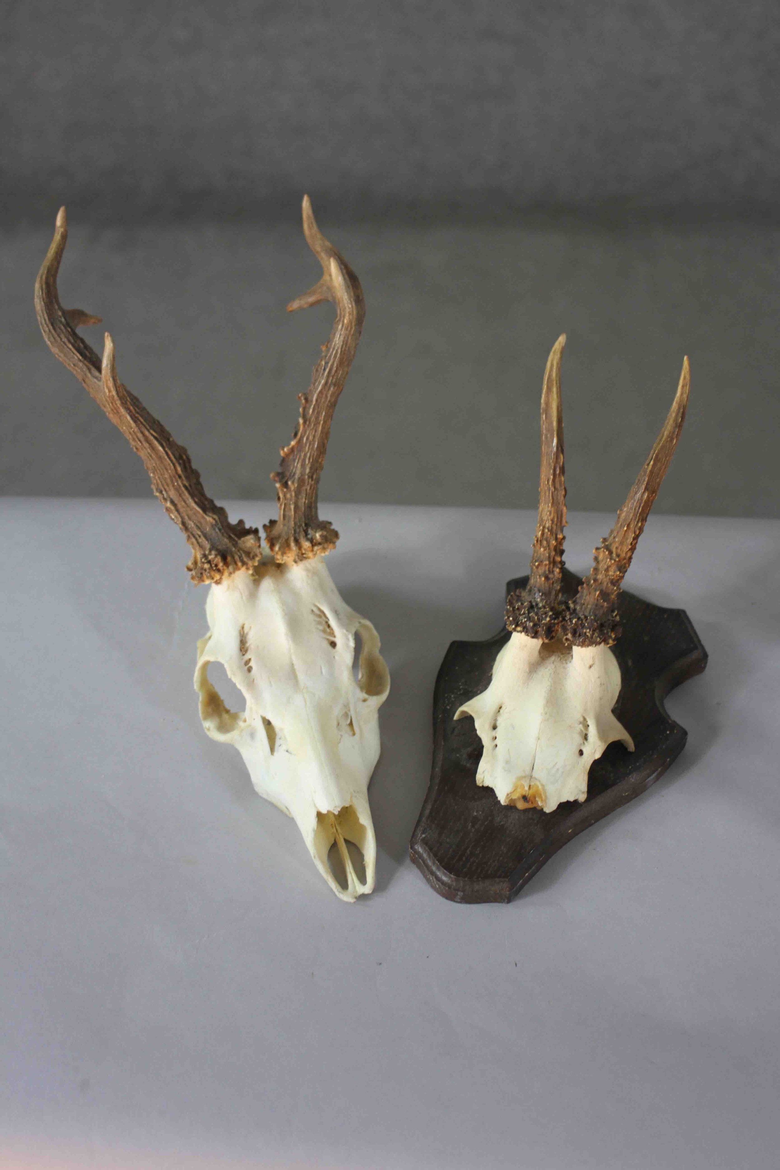 A collection of nine taxidermy deer skulls. Some mounted on oak plaques. 20cm. Largest. - Image 5 of 5