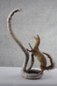 A vintage taxidermy mongoose fighting a cobra. H.56 W.40. cm