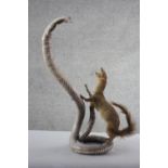 A vintage taxidermy mongoose fighting a cobra. H.56 W.40. cm