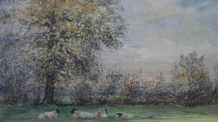 C.J. Thornton- A framed and glazed watercolour of sheep in a field. Signed by artist with artists