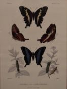 A framed and glazed print, butterflies. H.56 W.47cm