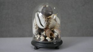 A Victorian glass display dome on ebonised base filled with various sea shells including various
