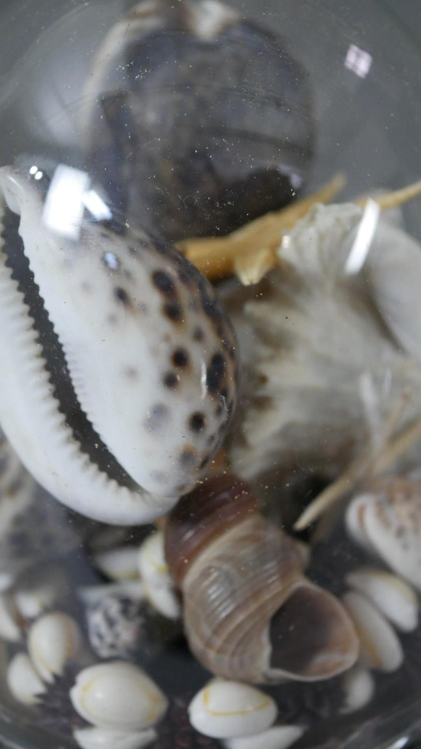 A Victorian glass display dome on ebonised base filled with various sea shells including various - Image 3 of 4