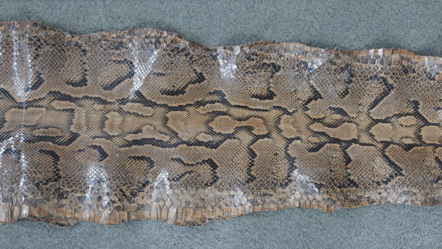 Two large unmounted Python skins. L.261 W.78cm - Image 4 of 4