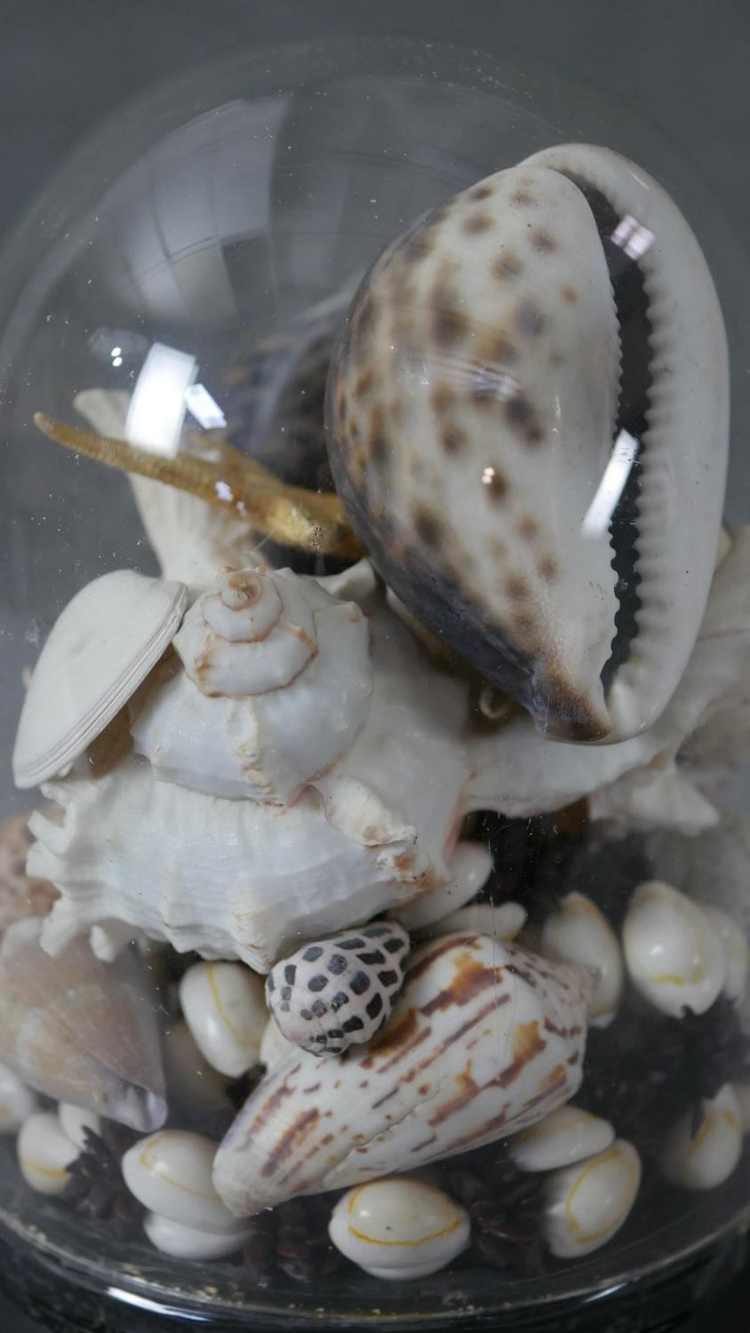 A Victorian glass display dome on ebonised base filled with various sea shells including various - Image 4 of 4