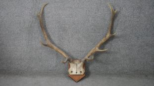A pair of stag antlers mounted on a oak shield. H.64 W.63cm