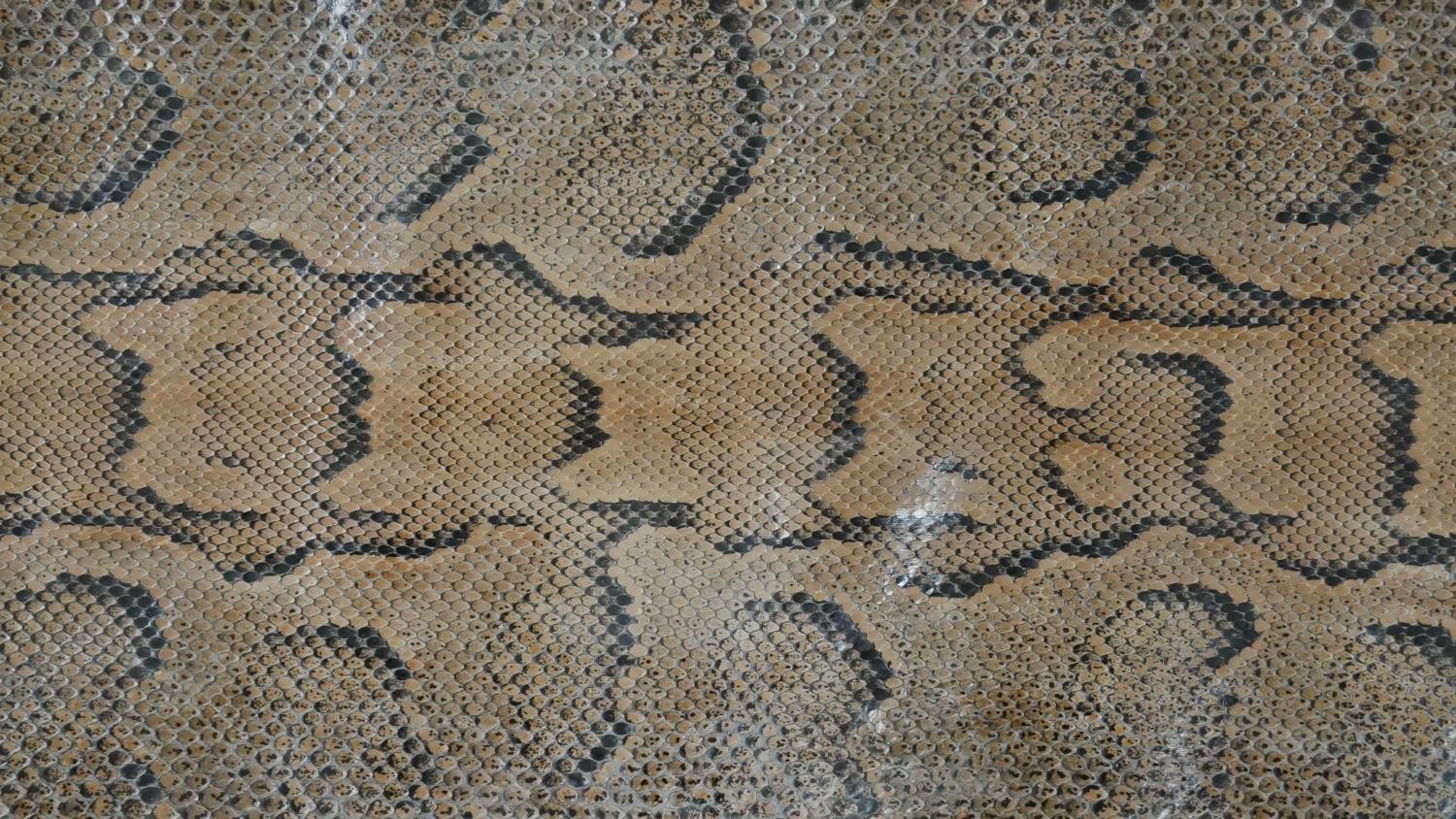 Two large unmounted Python skins. L.261 W.78cm - Image 3 of 4