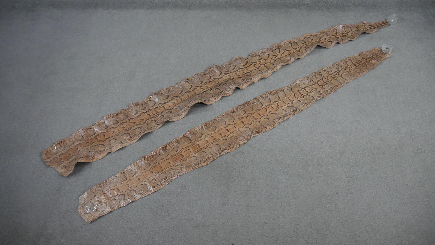 Two large unmounted Python skins. L.261 W.78cm