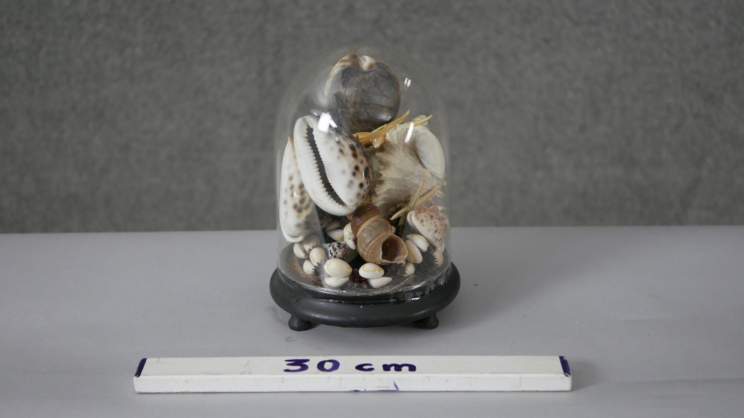 A Victorian glass display dome on ebonised base filled with various sea shells including various - Image 2 of 4