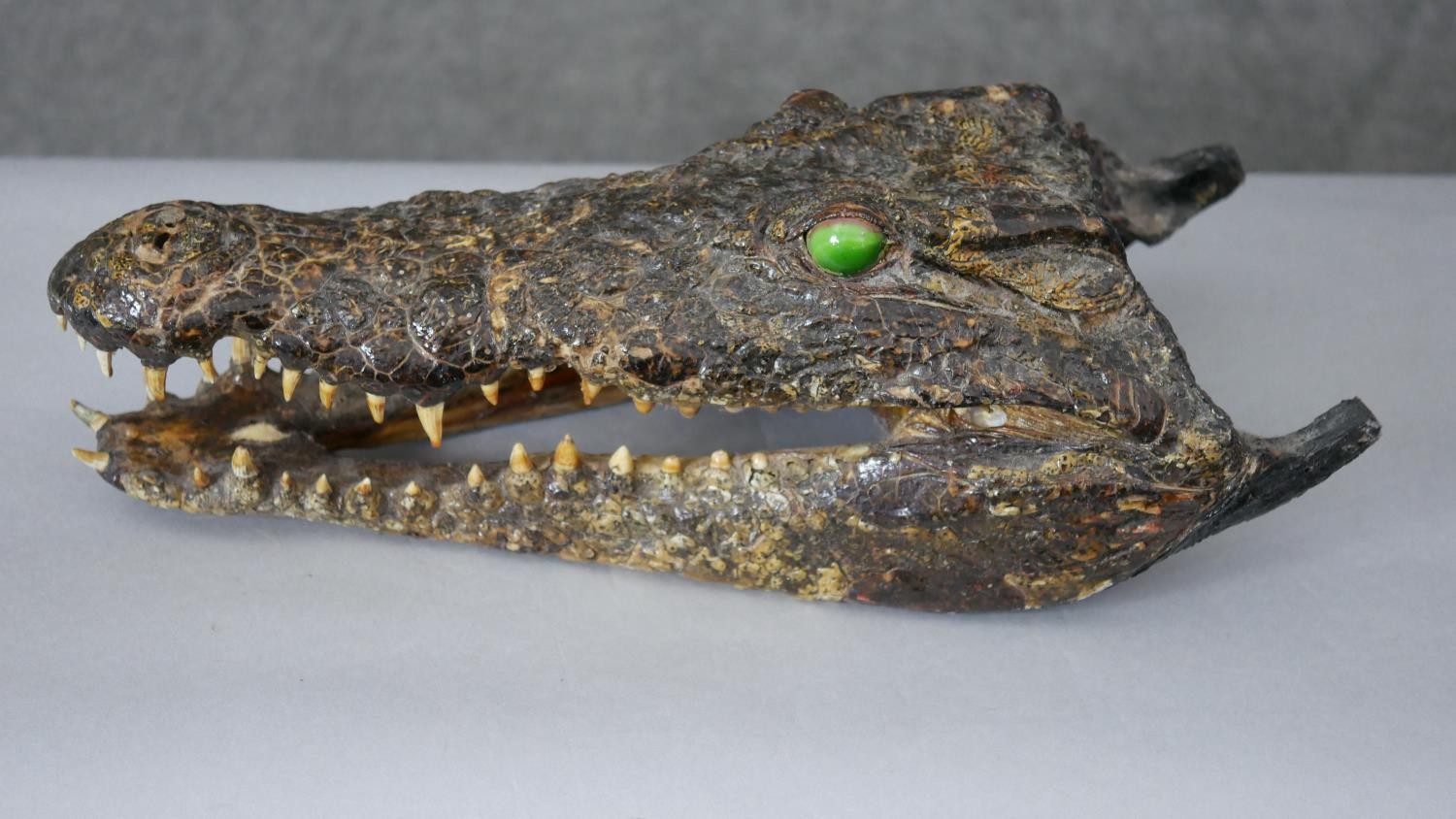 A taxidermy crocodile head with glass marble eyes. H.15 W.24cm - Image 4 of 4