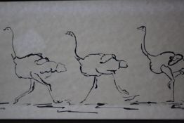A framed and glazed ink drawing on paper of four ostriches running. Signed BMR. H.30 W.64cm