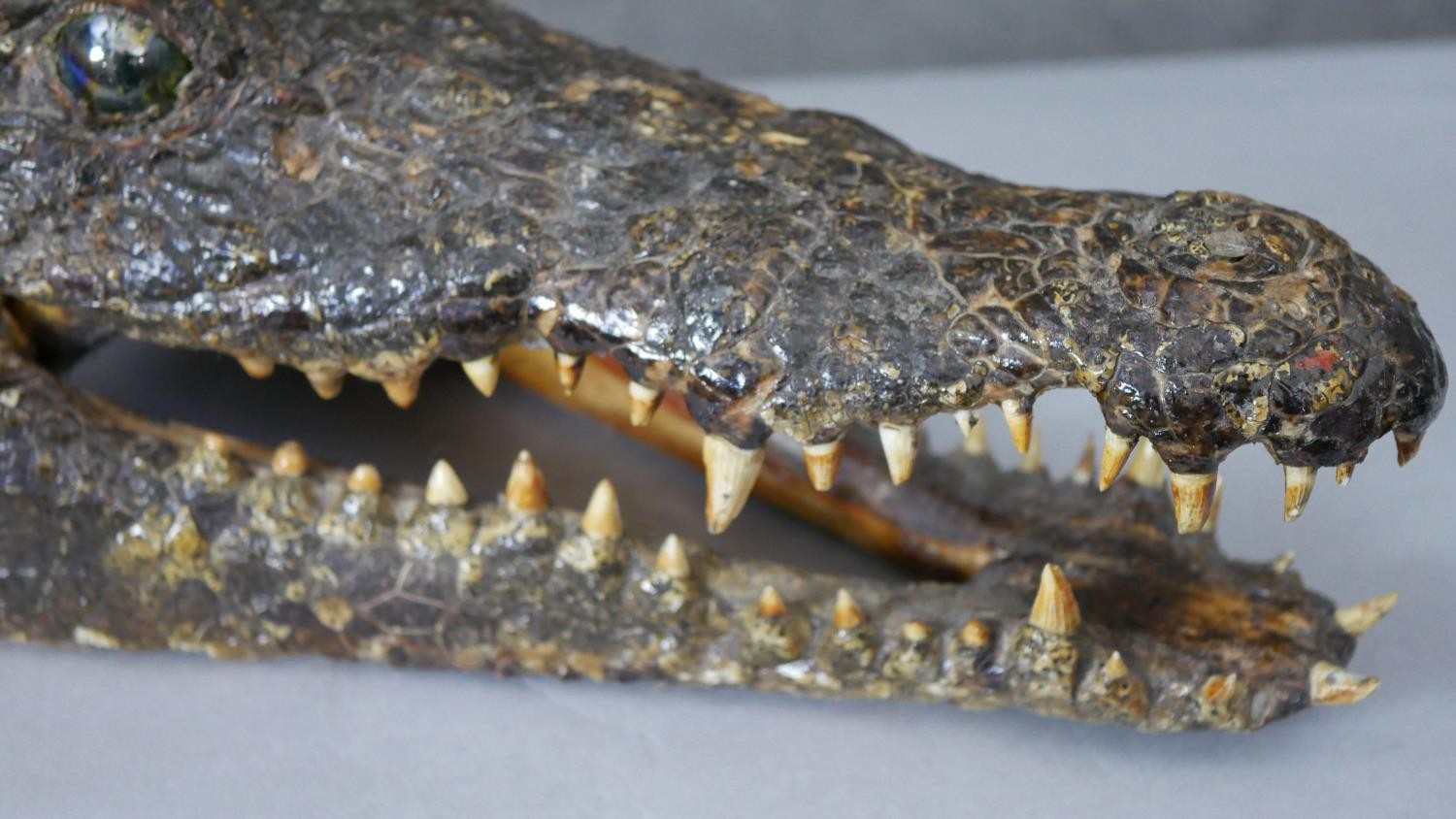 A taxidermy crocodile head with glass marble eyes. H.15 W.24cm - Image 3 of 4