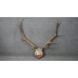 A pair of stag antlers mounted on a oak shield. H.64 W.63cm