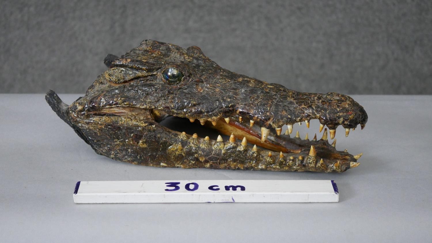 A taxidermy crocodile head with glass marble eyes. H.15 W.24cm - Image 2 of 4