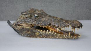 A taxidermy crocodile head with glass marble eyes. H.15 W.24cm