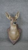 A taxidermy female deer head mounted on an oak shield. Stamp verso. H.53 W.4 D.35cm