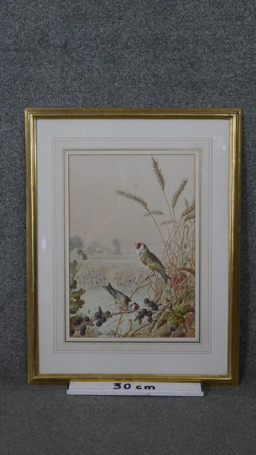 Harry Bright (1827 - 1922) - A framed and glazed gouache on paper of two Goldfinches in a wheat - Image 5 of 5