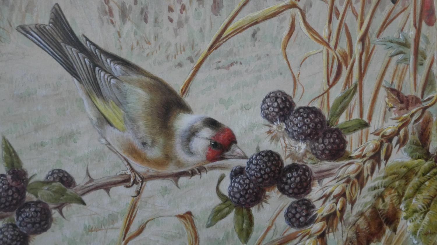 Harry Bright (1827 - 1922) - A framed and glazed gouache on paper of two Goldfinches in a wheat - Image 3 of 5